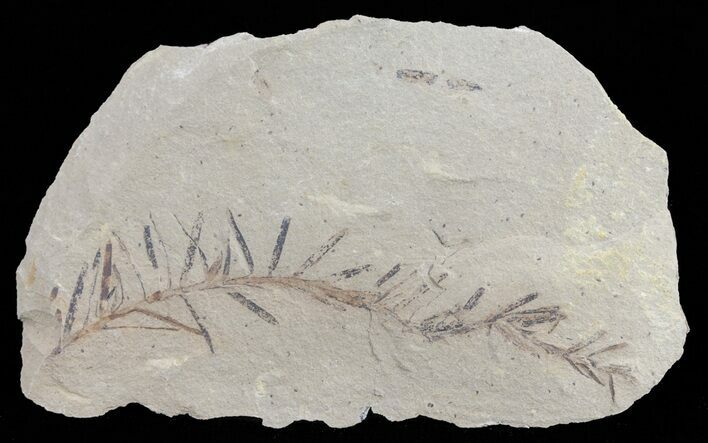 Metasequoia (Dawn Redwood) Fossil - Montana #62280